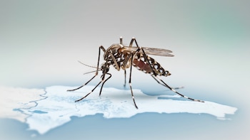 República Dominicana reporta 213 casos de dengue en lo que del año, 40 más que en el mismo periodo de 2025