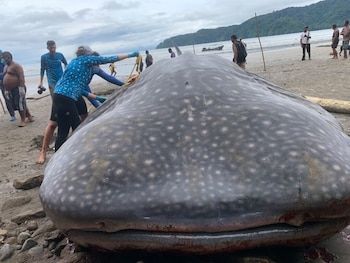 La corporación ambiental Codechocó articuló un operativo conjunto con la fuerza de Guardacostas y la Alcaldía de Bahía Solano - crédito Codechocó
