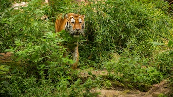 Tigre escapa de santuario de Semarnat en Tepetlaoxtoc, Edomex: mantienen alerta en tres comunidades