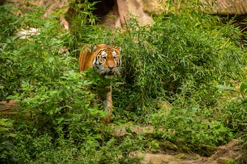 Bangladesh, el paraíso invisible: por qué el país del té, los tigres y las playas interminables no conquista a los turistas