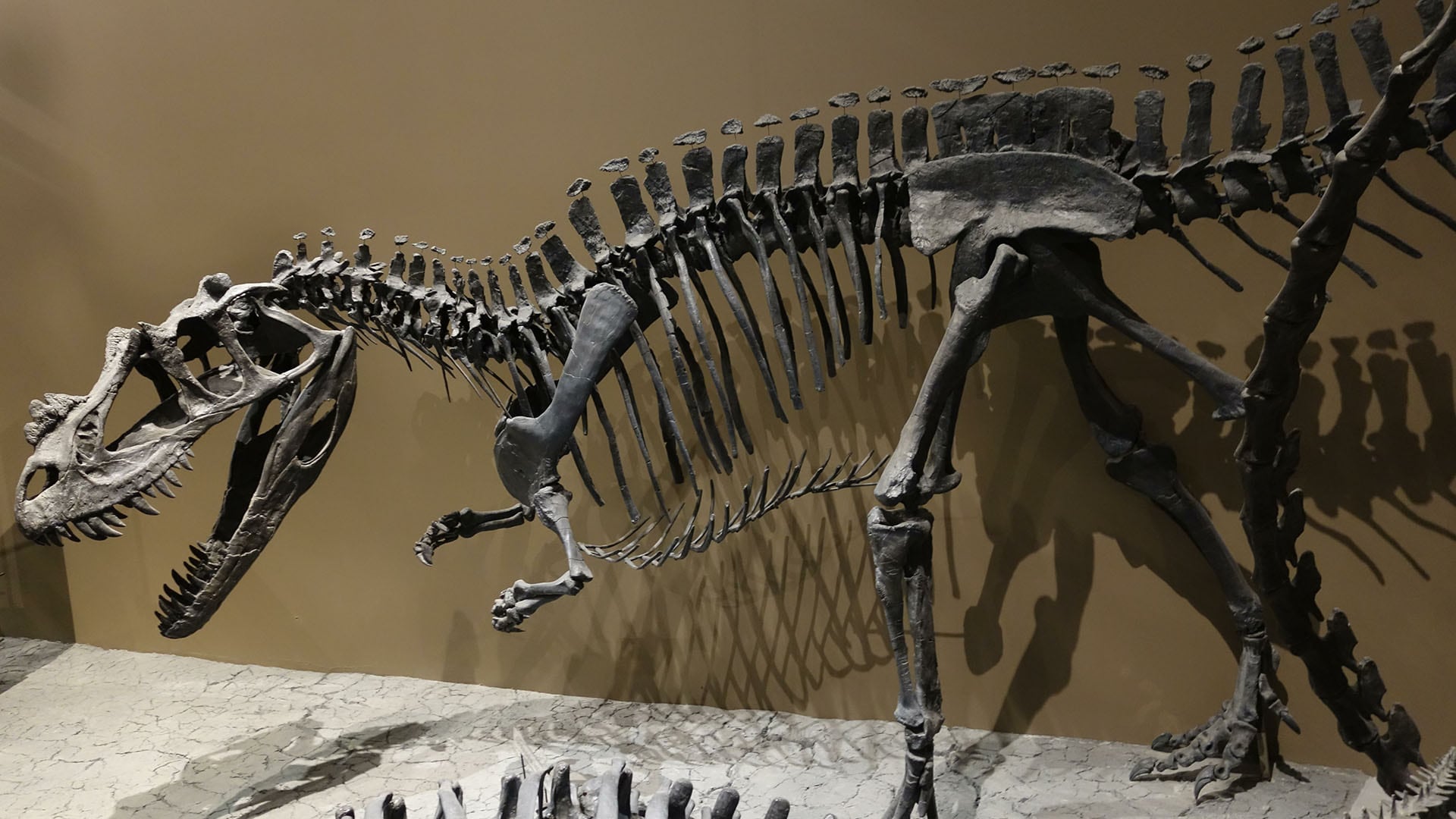 El esqueleto juvenil de Ceratosaurus (Wikipedia)