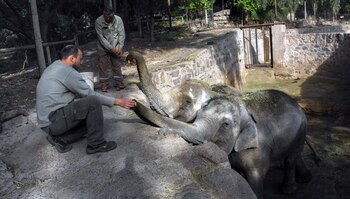 Las elefantas Pocha y Guillermina