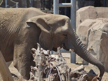 28-06-2021 El elefante de la sabana africana Tembo, en el zoológico de San Diego, fue uno de los elefantes que participaron en el estudio.
POLITICA INVESTIGACIÓN Y TECNOLOGÍA
LISA BARRETT