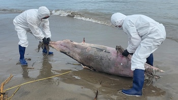 Nuevo delfín varado en las