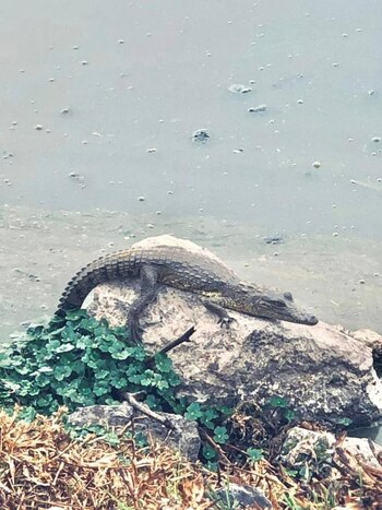 Este cocodrilo fue avistado en