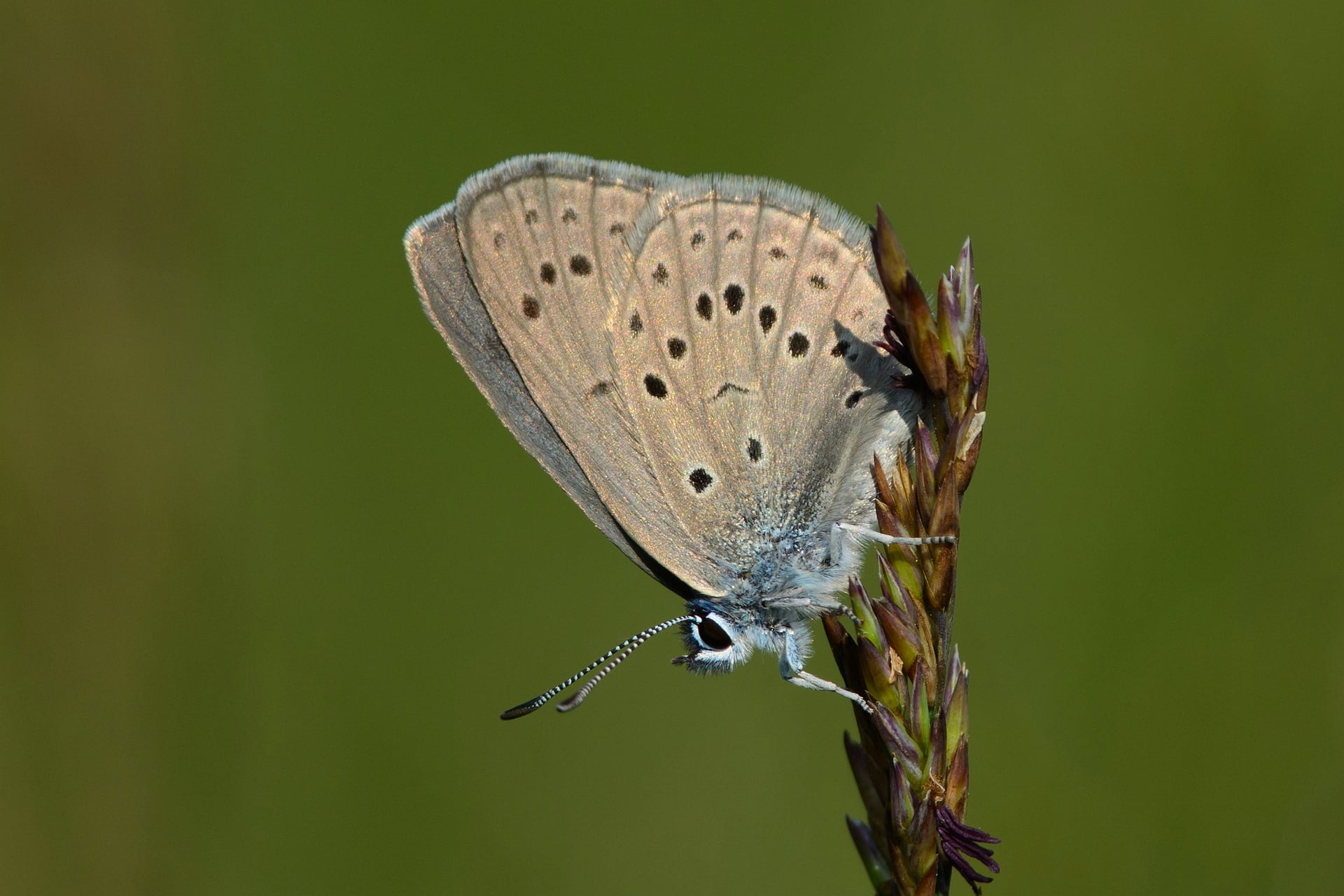 Mariposa hormiguera de las gencianas. (Rob Zweers/Wikimedia Commons)