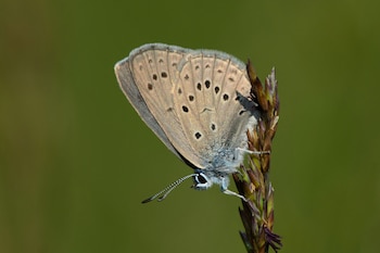 Mariposa hormiguera de las gencianas. (Rob Zweers/Wikimedia Commons)