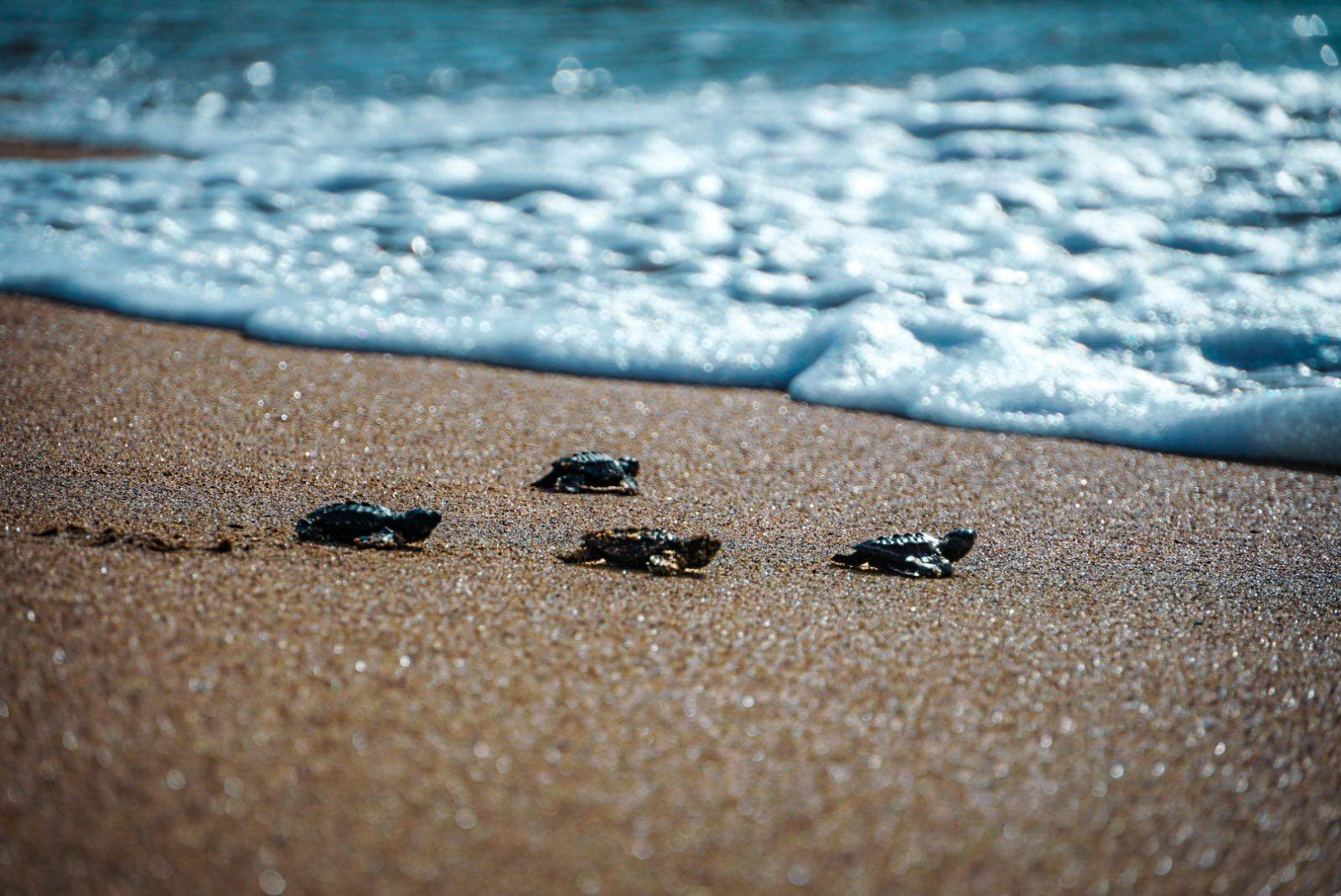 La continuidad de Misión Océano articula esfuerzos para reducir el riesgo ambiental y preservar los medios de vida en el litoral de El Salvador. (Cortesía: Acajutlapearl)