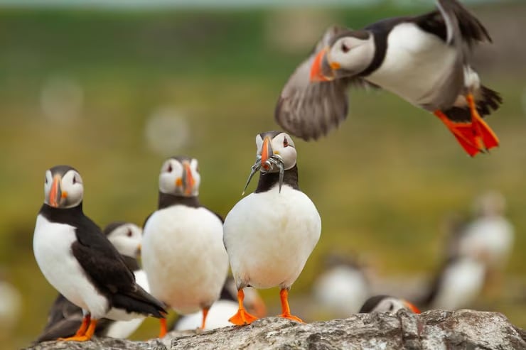 El calentamiento de los océanos altera la distribución de los peces lanzones y compromete la nutrición de los polluelos (Crédito: Magnific)