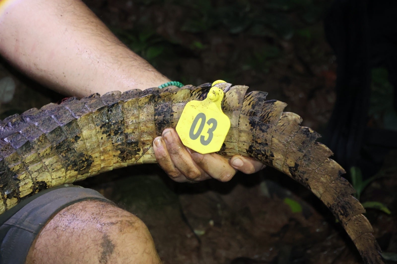Biólogos capturan, marcan y monitorean ejemplares para conocer sus desplazamientos, medir el riesgo para la población y fortalecer las decisiones sobre su manejo. (MiAmbiente)