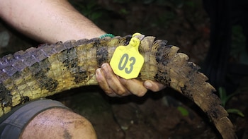 Transformación de hábitats y disponibilidad de alimentos favorecen concentración de cocodrilos en Panamá