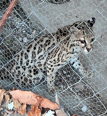 Felino asegurado en narco bodega