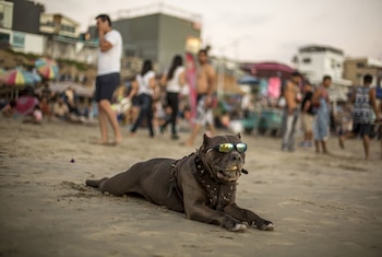 Temperaturas extremas superan los 45