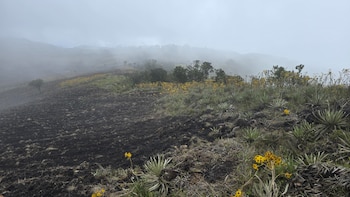 La multa superior a $100 millones y la obligación de reforestar con 500 árboles nativos son medidas recientes por daños al páramo Iguaque Merchán, en Saboyá - crédito CAR