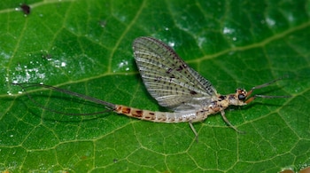 Un insecto efímera con alas transparentes con manchas oscuras y dos largas colas reposa de perfil sobre una hoja verde brillante.