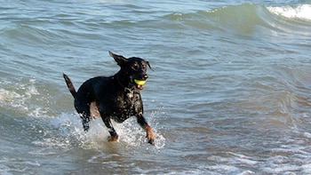 Varias zonas costeras del sur y norte de la capital han sido adaptadas para recibir visitantes junto a sus perros, con regulaciones claras y entornos pensados para la convivencia| Andina