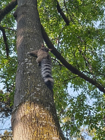 Cacomixtle en la alcaldía Benito