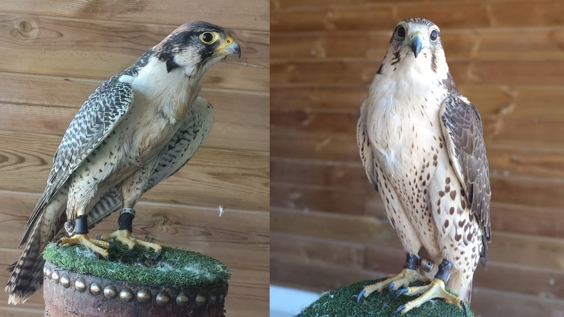 Fotografías de los dos halcones que fueron