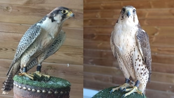 Fotografías de los dos halcones que fueron "cedidos" por Telegram en fotografías en el interior del Puy du Fou. (Imagen cedida)