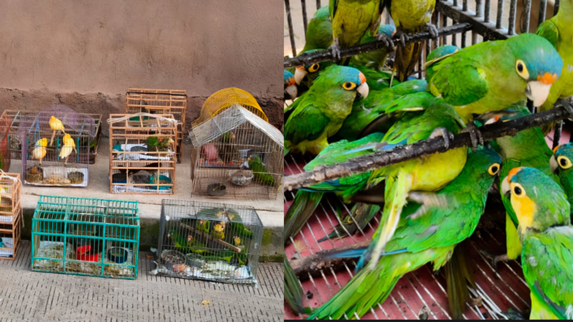 Rescatan 83 aves afectadas por tráfico ilegal en Pátzcuaro, Michoacán