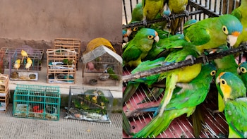 Rescatan 83 aves víctimas de tráfico en Michoacán, algunas presentaban lesiones: Profepa inicia proceso legal contra responsables