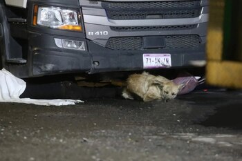El perro durmió a lado