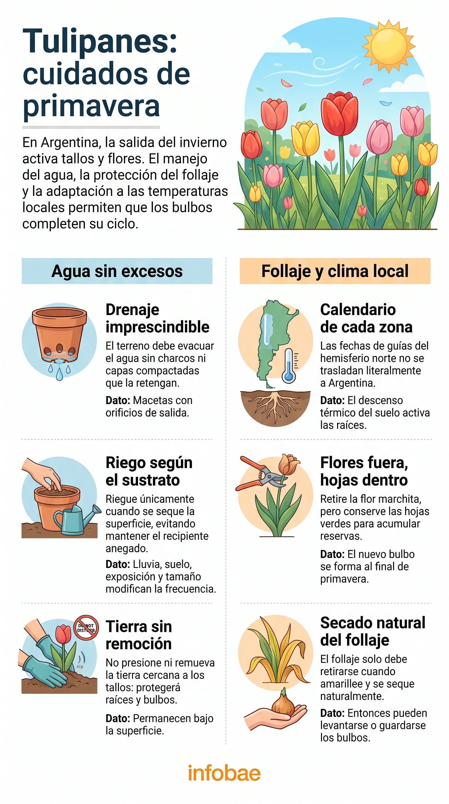 El drenaje evita que el agua acumulada alrededor del bulbo favorezca la pudrición. (Imagen Ilustrativa Infobae)