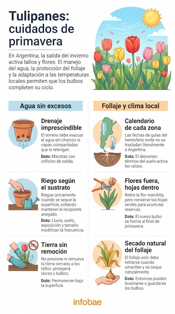 Infografía con ilustraciones de tulipanes, macetas, regadera, tijeras de podar, un mapa de Argentina y textos explicativos.