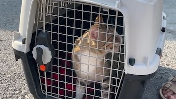 Kyle Walker y John Stones adoptan gato qatarí 2 (Captura de pantalla)