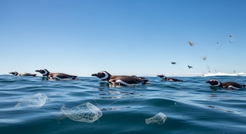 Varios pingüinos de Magallanes nadan en aguas azules bajo un cielo despejado, rodeados por fragmentos de redes de pesca y otros desechos plásticos flotantes.