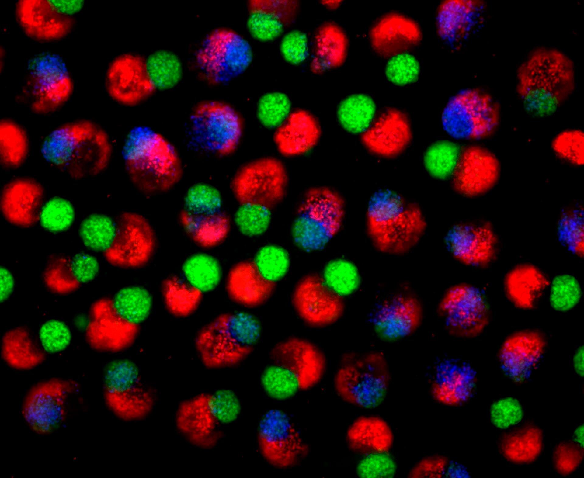 La plataforma utiliza un andamiaje de hidroxiapatita y células humanas pluripotentes para recrear el microambiente óseo y sanguíneo (Créditos: Jitesh Neupane, University of Cambridge)