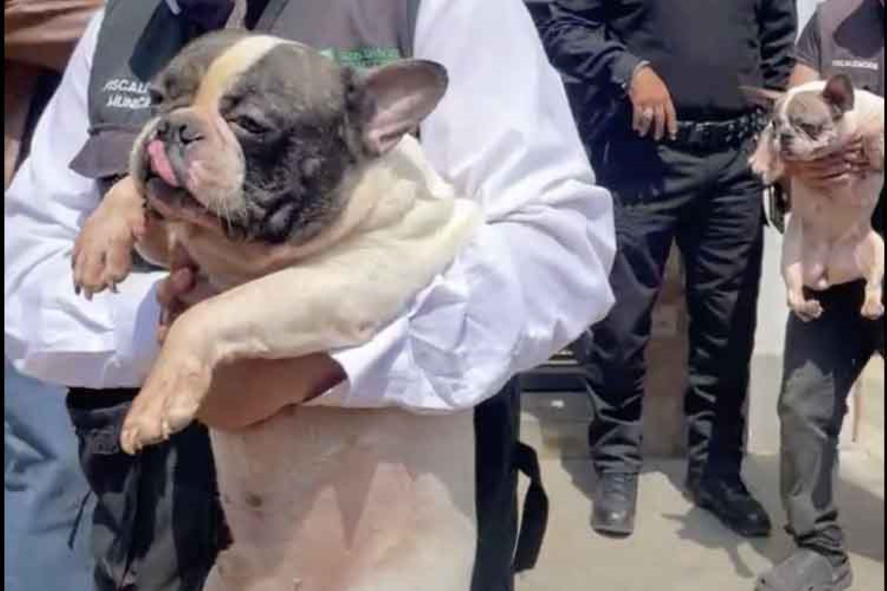 48 perros rescatados: Los animales eran mantenidos en el inmueble, presuntamente como parte de una actividad de crianza con fines comerciales. Andina