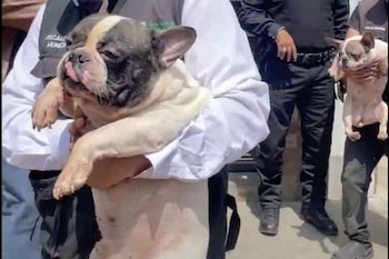 48 perros rescatados: Los animales eran mantenidos en el inmueble, presuntamente como parte de una actividad de crianza con fines comerciales. Andina