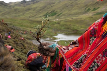 Acción Andina elimina el uso de bolsas plásticas en sus viveros en Perú. (Foto: Agencia Andina)
