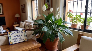 Planta Cuna de Moisés con hojas verdes y flores blancas en maceta de terracota. Cartel decorado dice "La Cuna de Moisés - Cuidados y Tradición" en una sala.