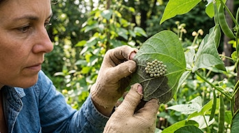 Una persona con guantes sostiene una hoja verde para mostrar un conjunto de huevos redondos ordenados en la superficie posterior.