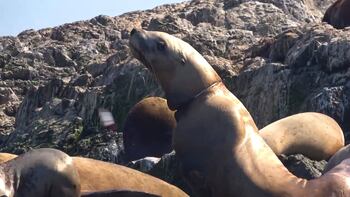 Operativo de rescate de un lobo marino en una urbanización de Costa Esmeralda