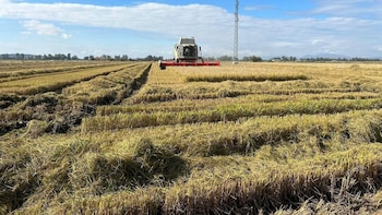 La Unión cree que la entrada de 17.000 toneladas de arroz de Argentina sin arancel hundirá el mercado nacional