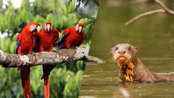 Великодній тиждень в Пуерто-Мальдонадо: ціна