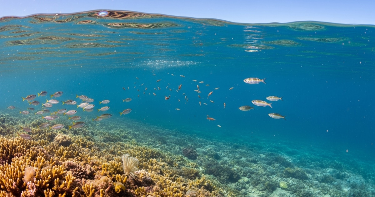 Photo: infobae.com Océans : la chaleur et l’acidification menacent les écosystèmes marins