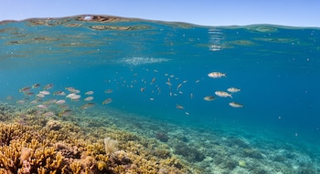 Vista dividida del océano y el cielo, mostrando el agua azul cristalina, un arrecife de coral vibrante y numerosos peces nadando en el ecosistema.