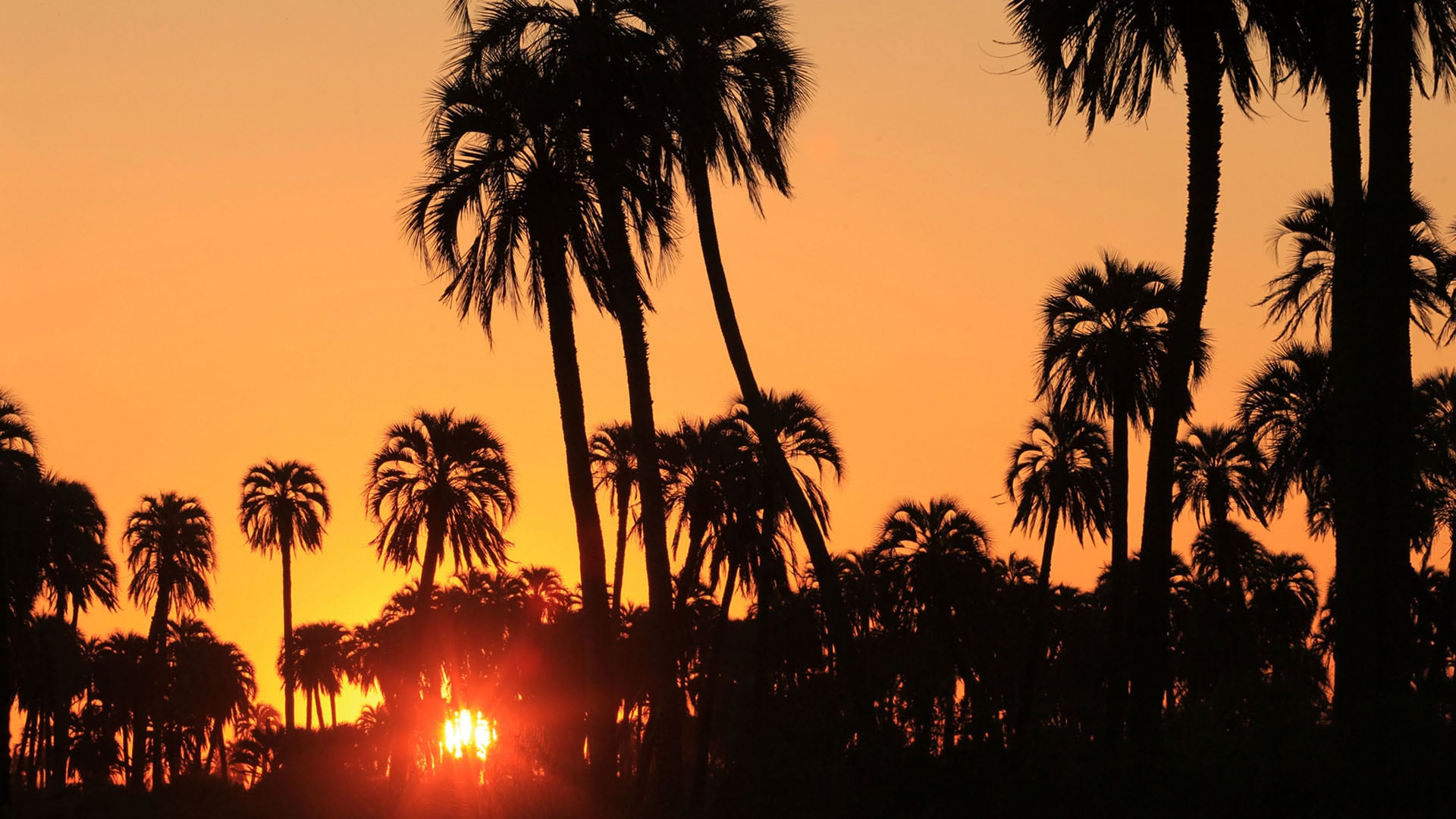El Parque Nacional El Palmar protege uno de los últimos palmares de yatay nativos en Argentina/Archivo