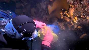 Buzo en traje de neopreno y guantes rosas sujeta una criatura marina naranja en una red bajo el agua cerca de un fondo rocoso