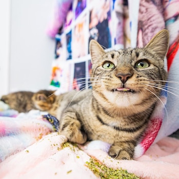 La serie de fotografías inició