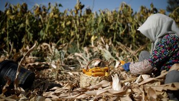 Movimiento Ciudadano promueve la creación