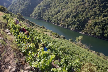 Viñedos en la Ribeira Sacra. (Carlos Castro/Europa Press)