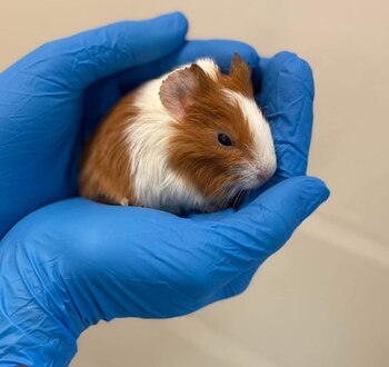 Todos los roedores recibieron un