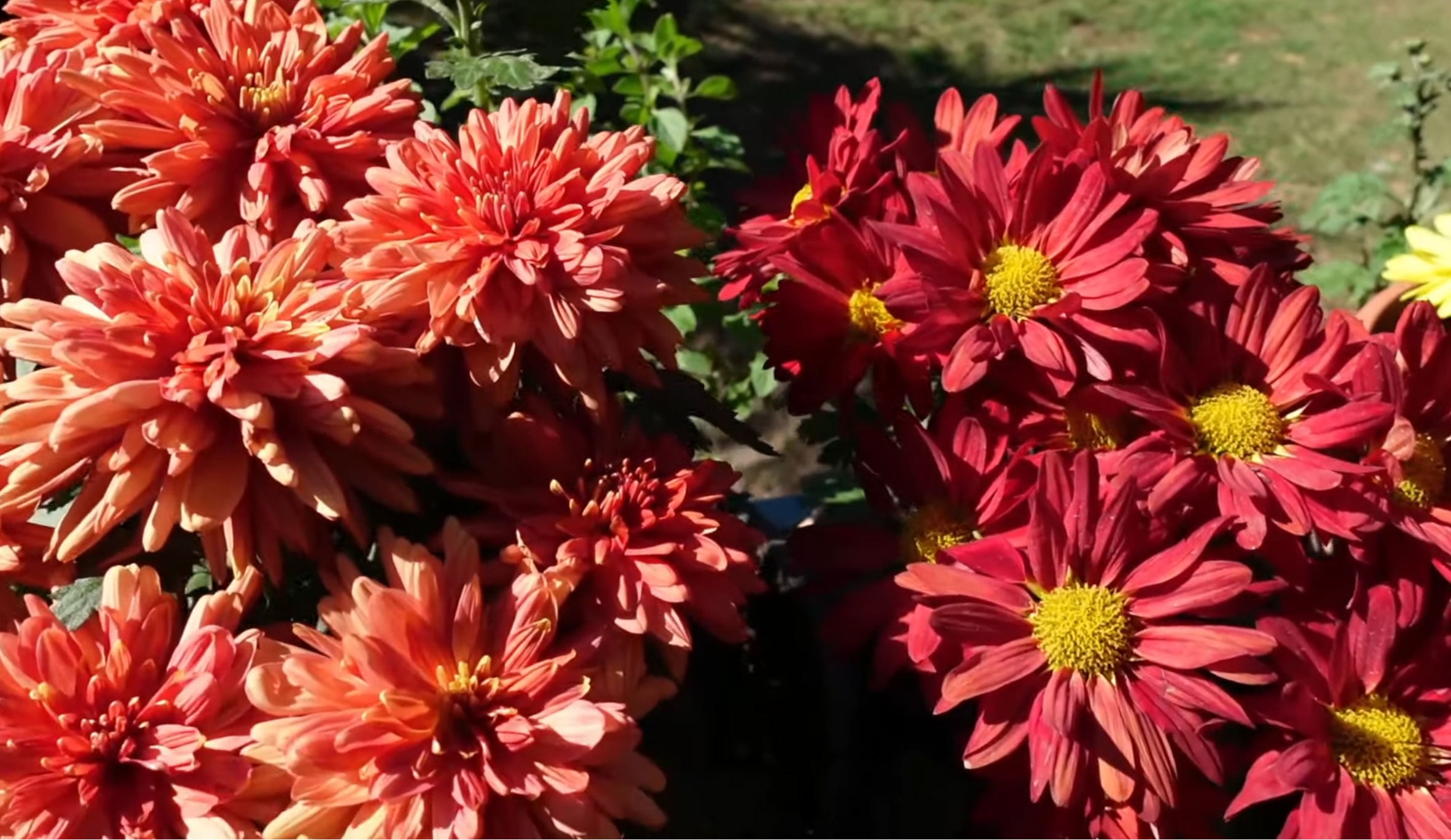 Rotheca myricoides: La Guía Definitiva para Cultivar el Arbusto Mariposa  Azul - Easy Flora, image size:2362x1369