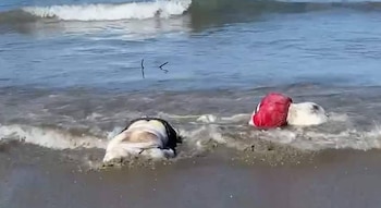 Cuerpos flotando en Acapulco