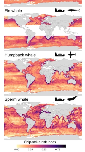 Las zonas en violeta son lugares de mayor riesgo de colisión con buques, con altos niveles de tráfico marítimo y alta idoneidad de hábitat para cada especie (The Conversation)
